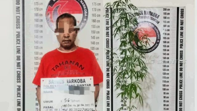 Tanam Ganja di Pot, Polres Pematangsiantar Tangkap MH di Terminal Eks Sukadame